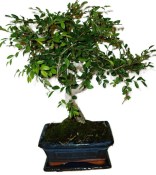 Zelkova 137kwe - pokojové bonsaje 