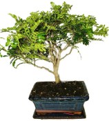 Caragona spinosa - čínský pepř 116kwe - bonsai