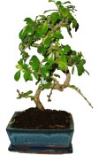 Pokojová bonsaj Carmona microphylla - čaj fuki 169