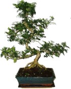 Caragona spinosa - čínský pepř 683 - bonsai
