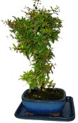 Punica granatum - granátové jablíčko 170