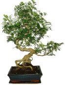 Caragona spinosa - čínský pepř 683 - bonsai