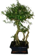 Serissa foetida - strom tísíce hvězd 136kwe