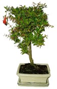Punica granatum - granátové jablíčko 171