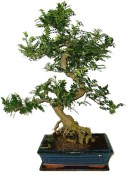 Caragona spinosa - čínský pepř 683 - bonsai