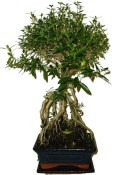 Serissa foetida - strom tísíce hvězd 136kwe