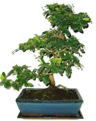 Pokojová bonsaj Carmona microphylla - čaj fuki 720