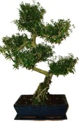 Serissa foetida - strom tísíce hvězd 136kwe