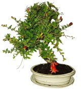 Punica granatum - granátové jablíčko 173
