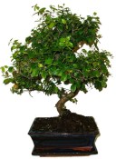 Pokojová bonsai - Sagerethia thea 1044