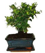 Pokojová bonsaj Carmona microphylla - čaj fuki 174