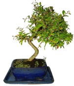 Punica granatum - granátové jablíčko 176