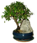 Pokojová bonsai - Sagerethia thea 393