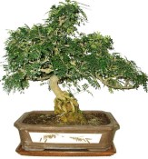 Caragona spinosa - čínský pepř 683 - bonsai