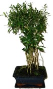 Serissa foetida - strom tísíce hvězd 136kwe