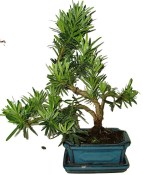 Podocarpus - Kamenný tis 178