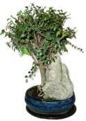 Zelkova 137kwe - pokojové bonsaje 