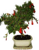 Punica granatum - granátové jablíčko 179