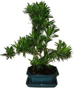 Podocarpus - Kamenný tis 180