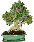 Ficus retusa - fíkovník - bonsai 637