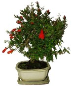 Punica granatum - granátové jablíčko 181