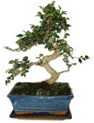 Pokojová bonsaj Carmona microphylla - čaj fuki 720