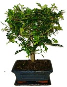 Caragona spinosa - čínský pepř 116kwe - bonsai