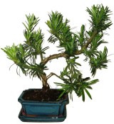 Podocarpus - Kamenný tis 182