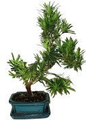 Podocarpus - Kamenný tis 183