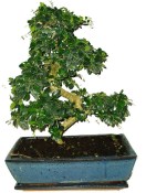 Pokojová bonsaj Carmona microphylla - čaj fuki 720