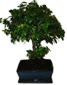 Pokojová bonsai - Sagerethia thea 1044