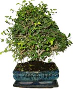 Zelkova 184 - pokojové bonsaje 