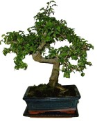 Zelkova 185 - pokojové bonsaje 
