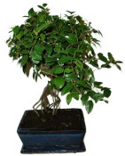 Pokojová bonsai - Sagerethia thea 1044