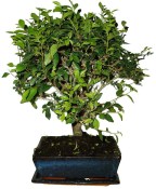 Zelkova 186 - pokojové bonsaje 