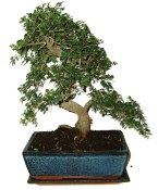 Pokojová bonsaj Carmona microphylla - čaj fuki 720