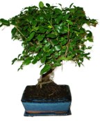 Pokojová bonsai - Sagerethia thea 1044