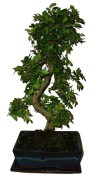Zelkova 087 - pokojové bonsaje 