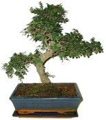 Pokojová bonsaj Carmona microphylla - čaj fuki 720