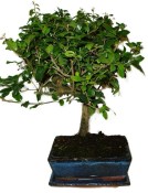 Pokojová bonsai - Sagerethia thea 1044