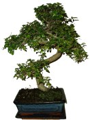 Zelkova 188 - pokojové bonsaje 