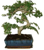 Pokojová bonsaj Carmona microphylla - čaj fuki 720