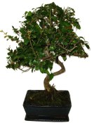 Pokojová bonsai - Sagerethia thea 1044