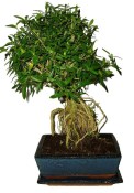 Serissa foetida - strom tísíce hvězd 189