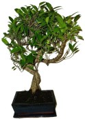 Ficus retusa - fíkovník - bonsai 1136