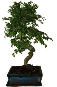 Zelkova 190 - pokojové bonsaje 