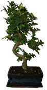 Zelkova 191 - pokojové bonsaje 