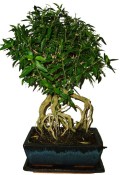 Serissa foetida - strom tísíce hvězd 192