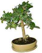 Kozlovoň - Premna - RARITA 036