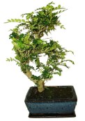 Caragona spinosa - čínský pepř 116kwe - bonsai